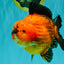CHARLIE AAA Grade Apache Yuanbao Male 6.5 inches #071726YB_14