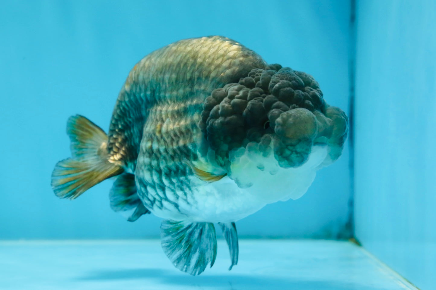 A Grade RARE Blue LionQueen 4.5 inches #062025LC_12