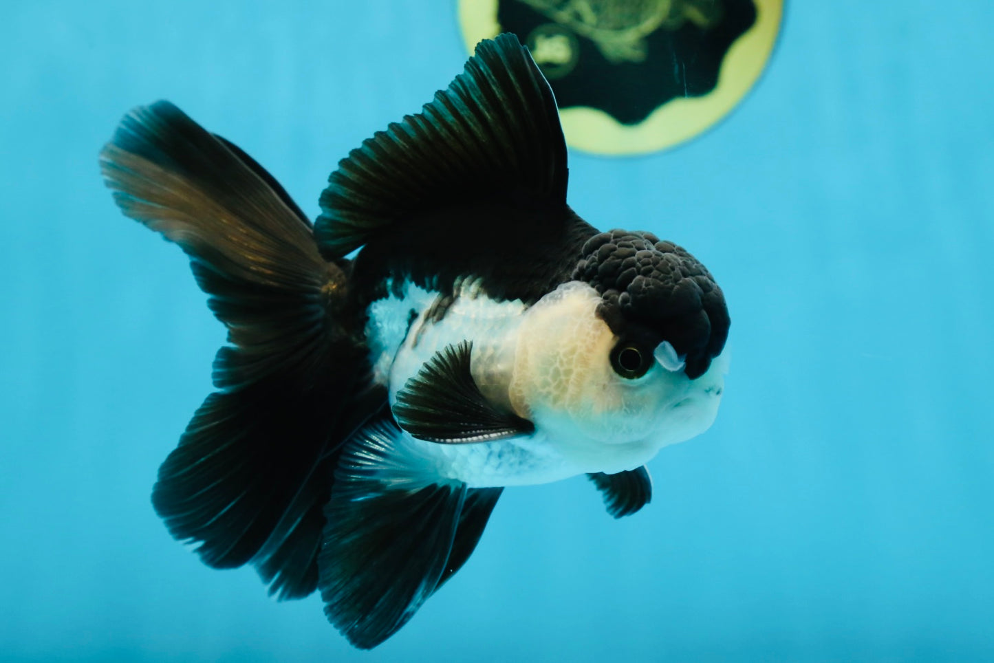 A Grade Young Panda Button Eyes Oranda Male 4.5-5 inches #061325_03