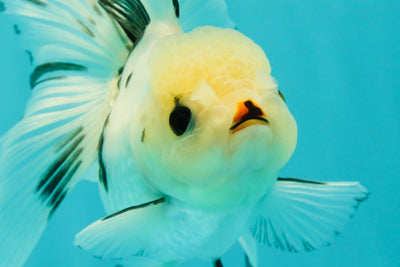 Butterfly Tail High Dorsal Fin Tricolor Oranda Female 5 inches #1018OR_19