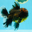 AAA Grade Godzilla Tiger Oranda Male 6.5 inches #022726OR_11