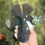 KING KONG AAA Grade Black Oranda Female 6.5-7 inches #100226OR_31