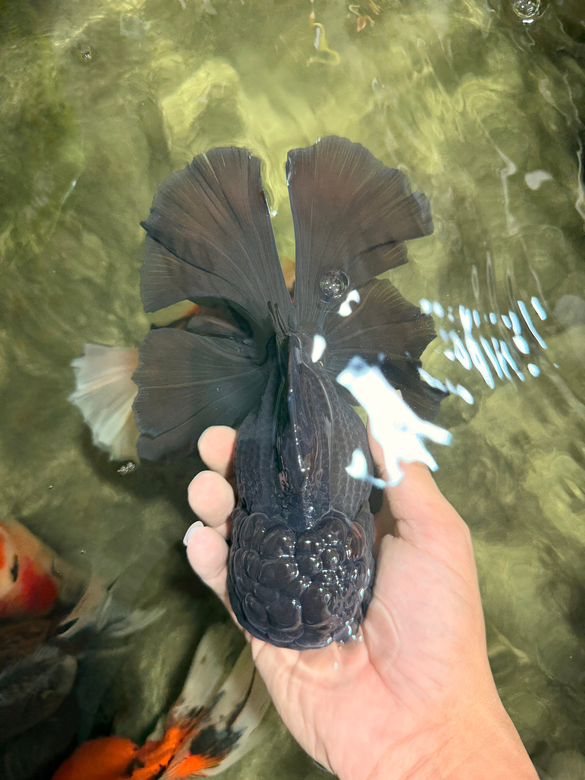 KING KONG AAA Grade Black Oranda Female 6.5-7 inches #100226OR_31