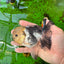 Panda Oranda macho con ojos de botón de 4,5 pulgadas #0920OR_20