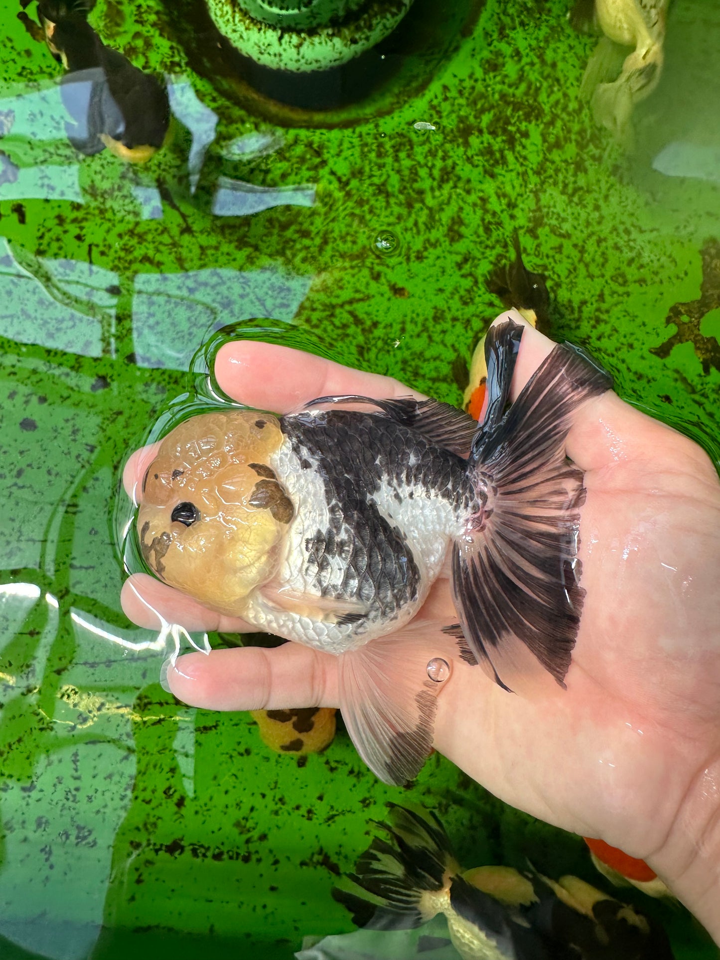 Panda Oranda macho con ojos de botón de 4,5 pulgadas #0920OR_20