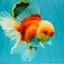 FLUFFY TAIL AAA Grade Super Red White Oranda Male 7.5-8 inches #061926OR_02