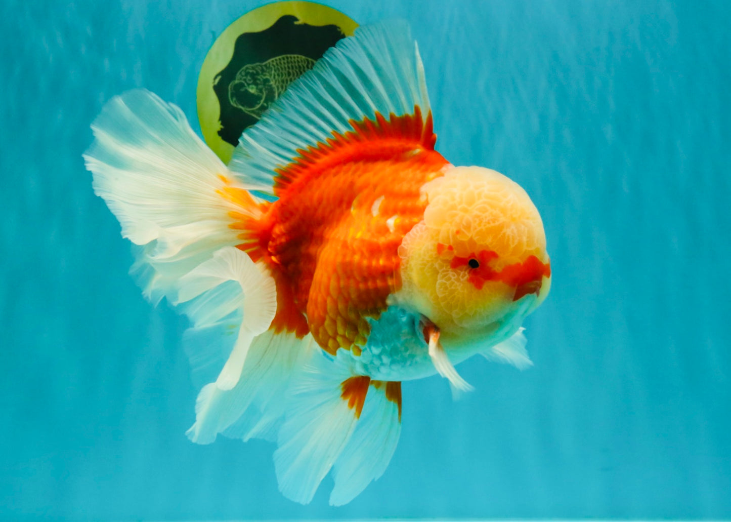 FLUFFY TAIL AAA Grade Super Red White Oranda Male 7.5-8 inches #061926OR_02