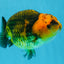 A Grade Chinese Apache Ranchu 4.5-5 inches #110725RC_12