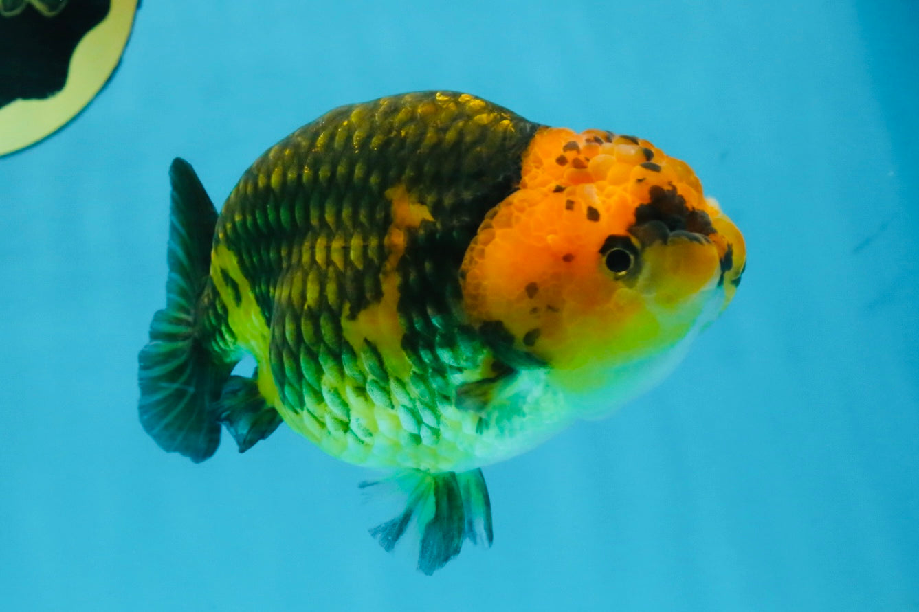 A Grade Chinese Apache Ranchu 4.5-5 inches #110725RC_12