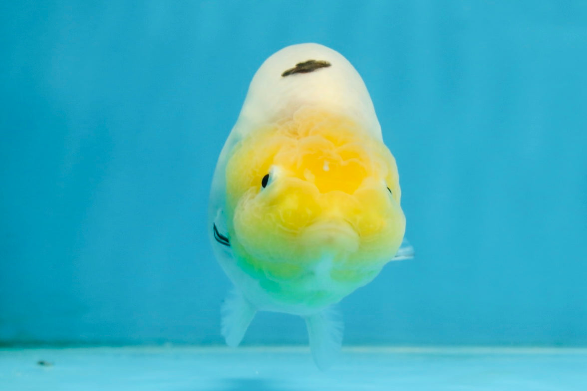 A Grade Milk Cow Ranchu Female 4.5 inches #101025RC_14