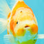 A Grade Kohaku Sakura Yuanbao Female 5-5.5 inches #101626YB_42