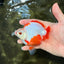 UNIQUE AAA Grade Red White Ryukin Male 4-4.5 inches #050126RK_01