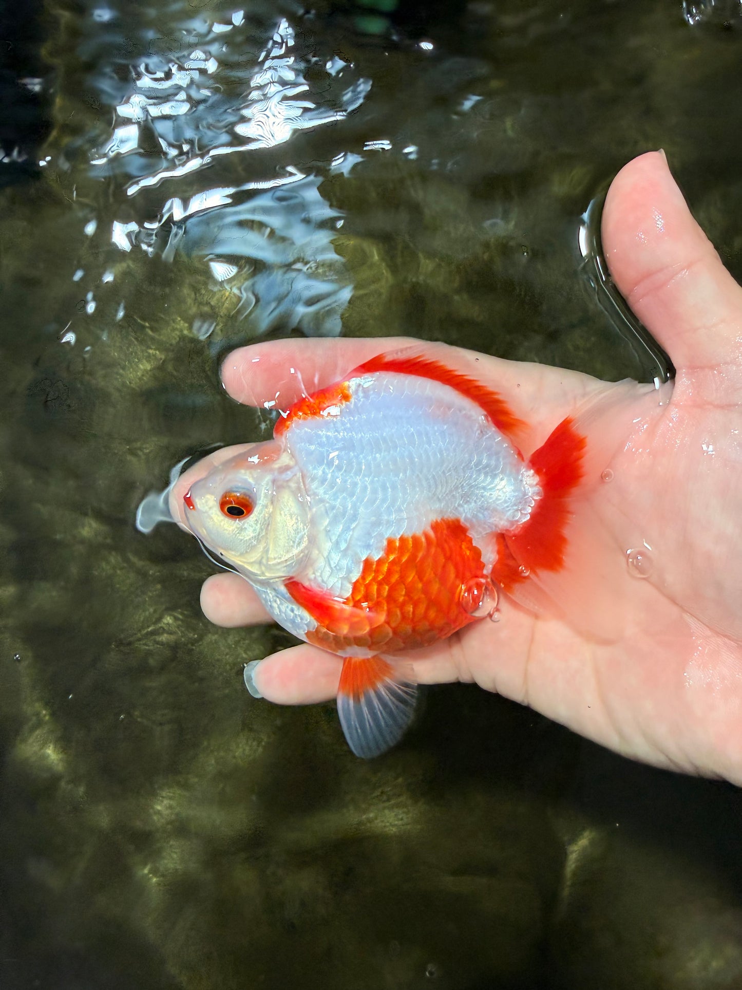 UNIQUE AAA Grade Red White Ryukin Male 4-4.5 inches #050126RK_01