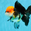 CHARLIE Tricolor Oranda Male 5-5.5 inches #040326OR_10