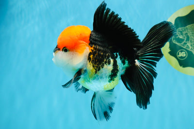 CHARLIE Tricolor Oranda Male 5-5.5 inches #040326OR_10