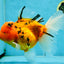 Jumbo A Grade Tiger Oranda Butterly Tail Female 7.5 inches #050225OR_12