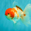 A Grade Kohaku Red White Oranda Male 5.5-6 inches #082126OR_02
