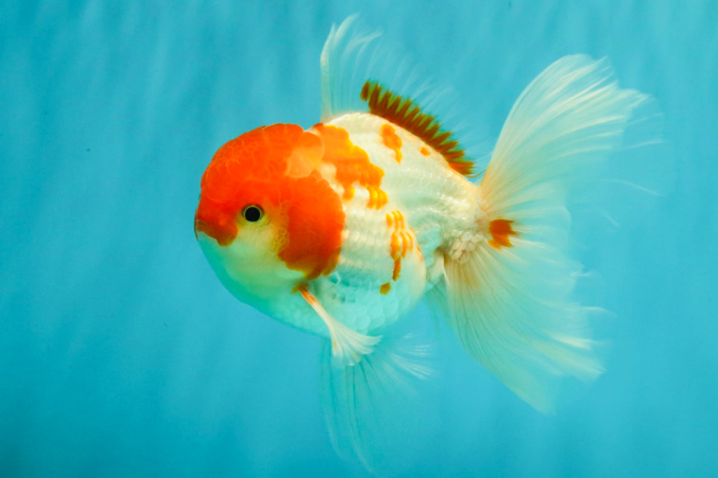 A Grade Kohaku Red White Oranda Male 5.5-6 inches #082126OR_02