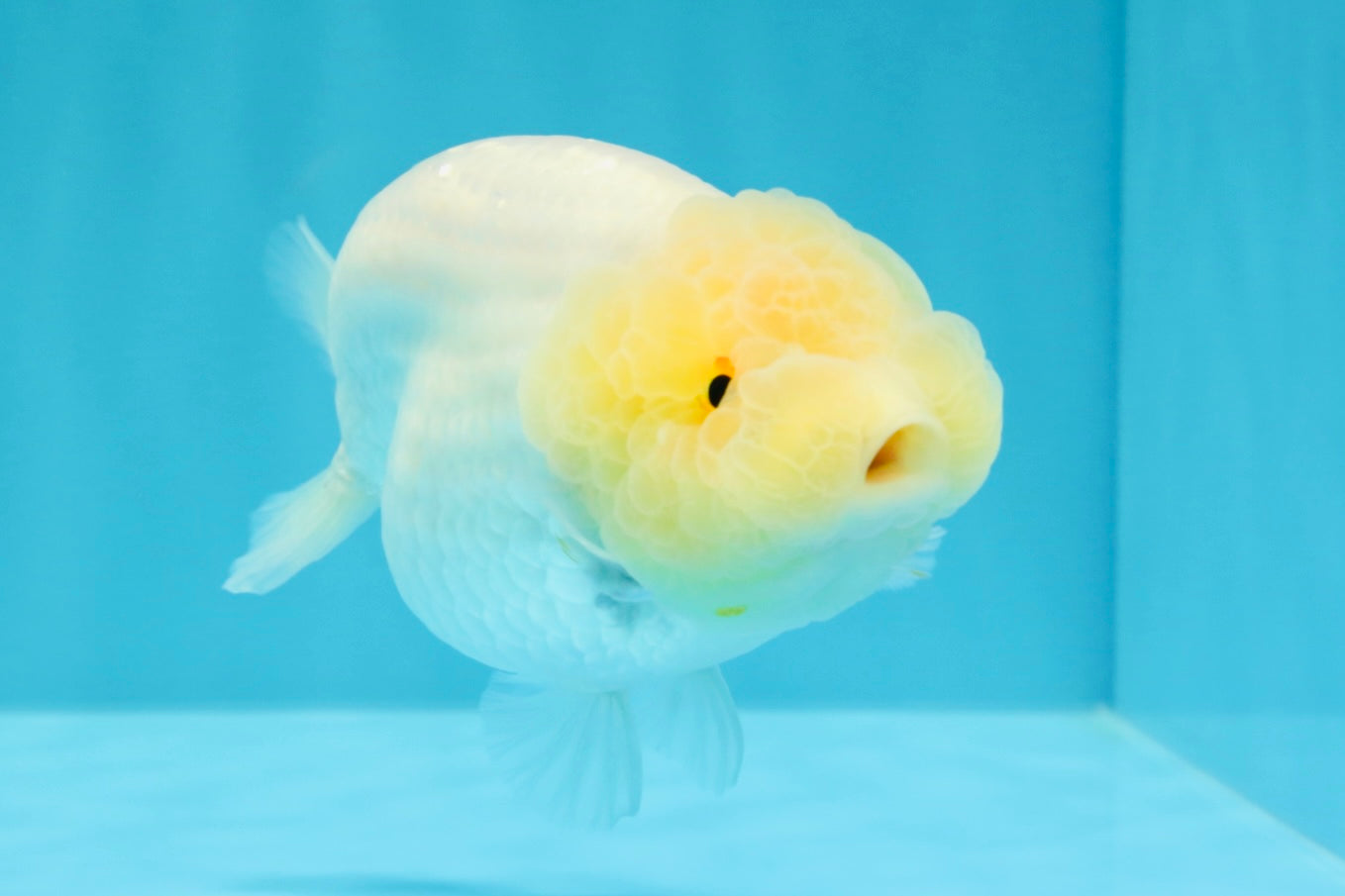 A Grade Dragon Head White LionQueen 4-4.5 inches #022726LC_25