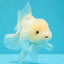 A Grade Snow White Oranda Female 6 inches #030626OR_26