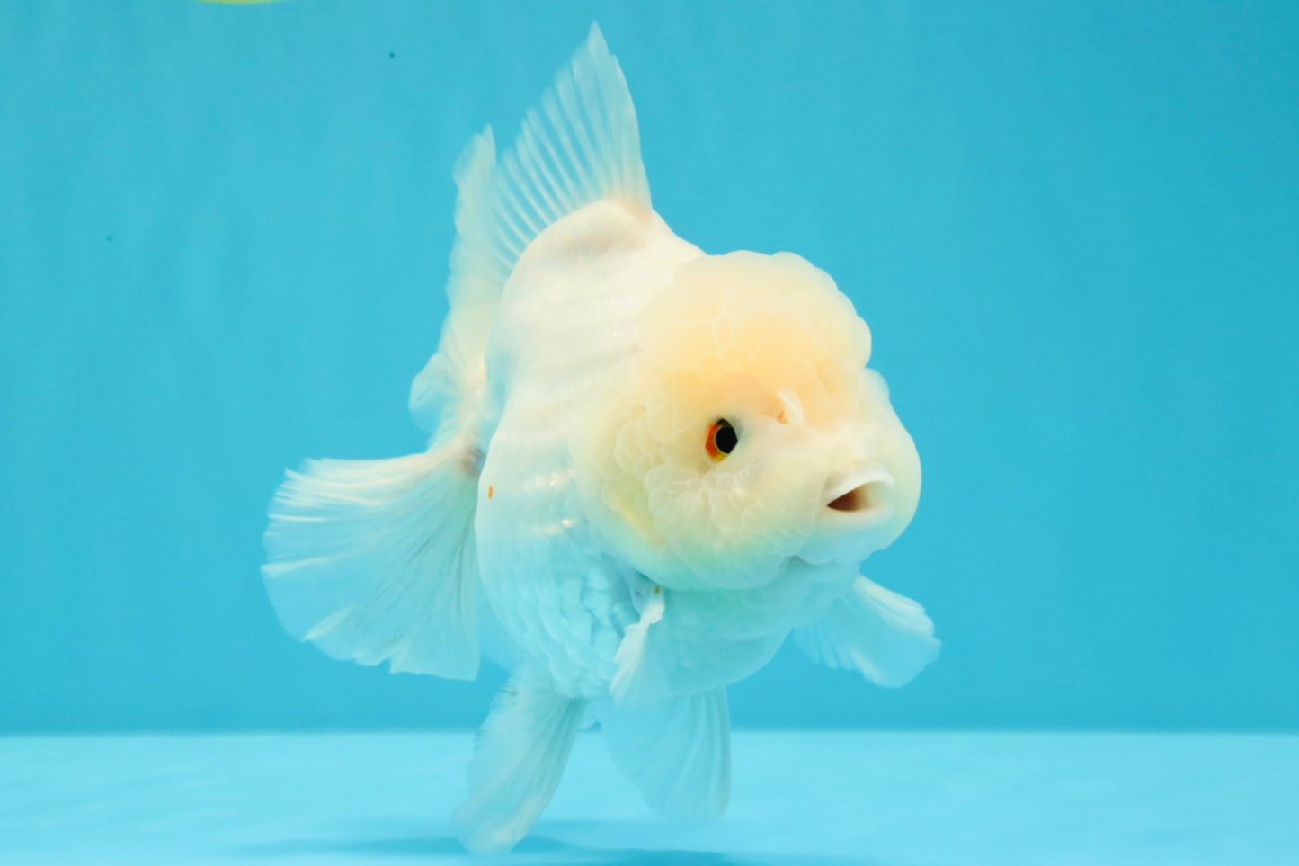A Grade Snow White Oranda Female 6 inches #030626OR_26