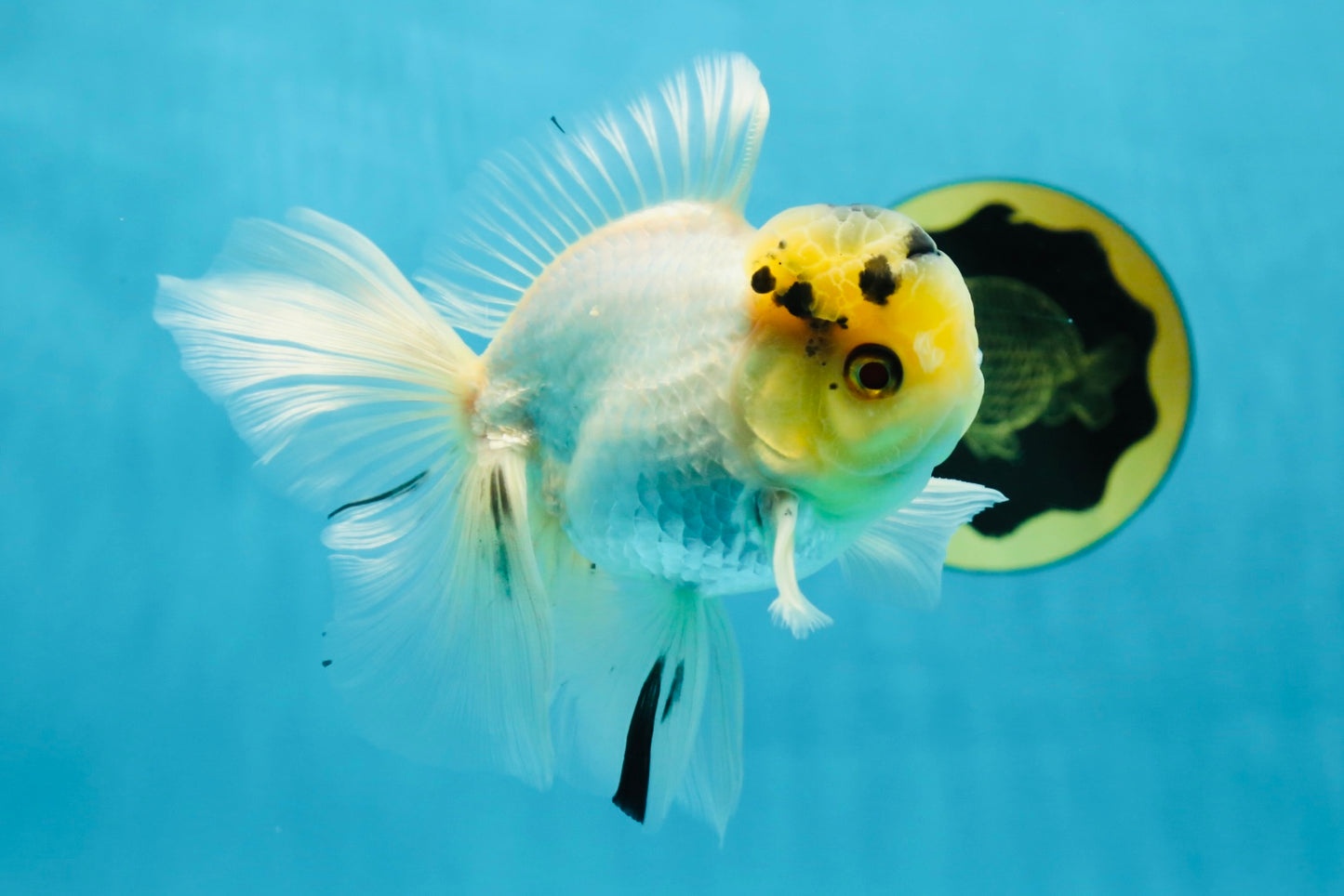 A Grade Panda White Oranda Male 5 inches #050225OR_07