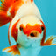 A Grade Red White Ryukin Female 4 inches #050126RK_03