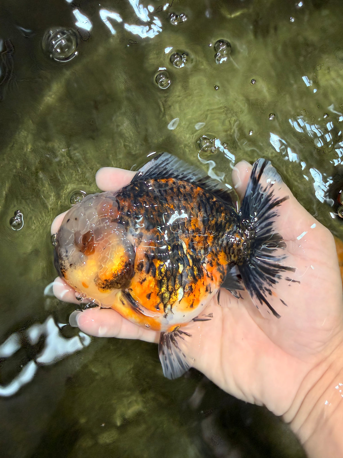 AAA Grade Calico Kirin Yuanbao Male 4.5-5 inches #100226YB_05