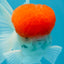 A Grade Red Cap Oranda Male 4.5-5 inches #050925OR_46