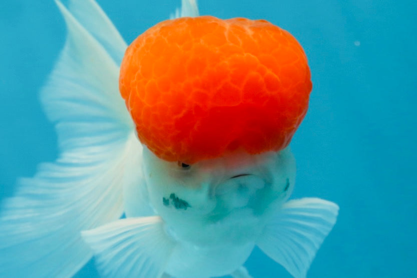 A Grade Red Cap Oranda Male 4.5-5 inches #050925OR_46