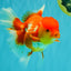 IRON MAN A Grade Red White Oranda Female 6-6.5 inches #080726OR_07