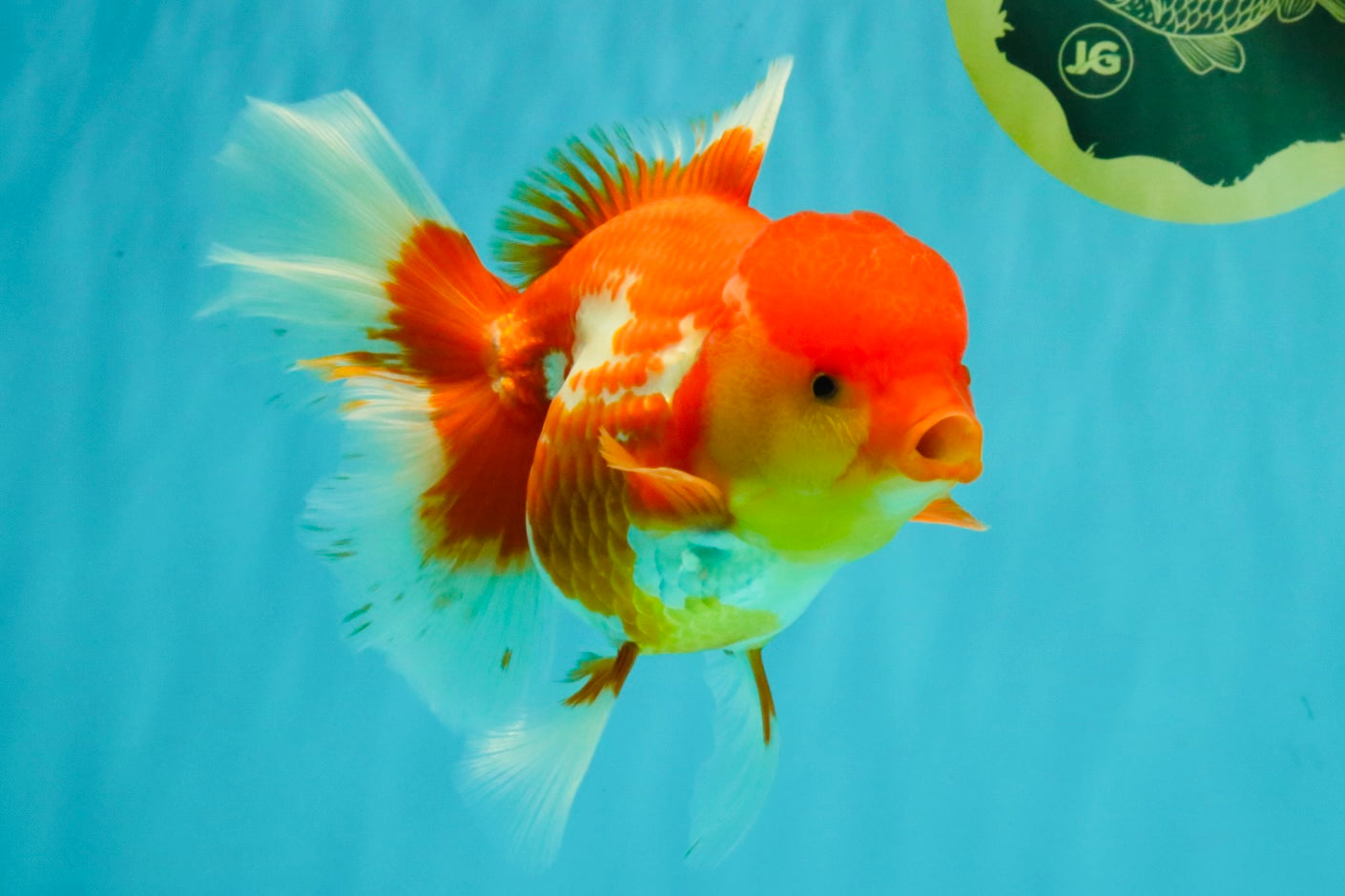 IRON MAN A Grade Red White Oranda Female 6-6.5 inches #080726OR_07