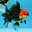 A Grade Tricolor Oranda Male 5.5 inches #081525OR_26
