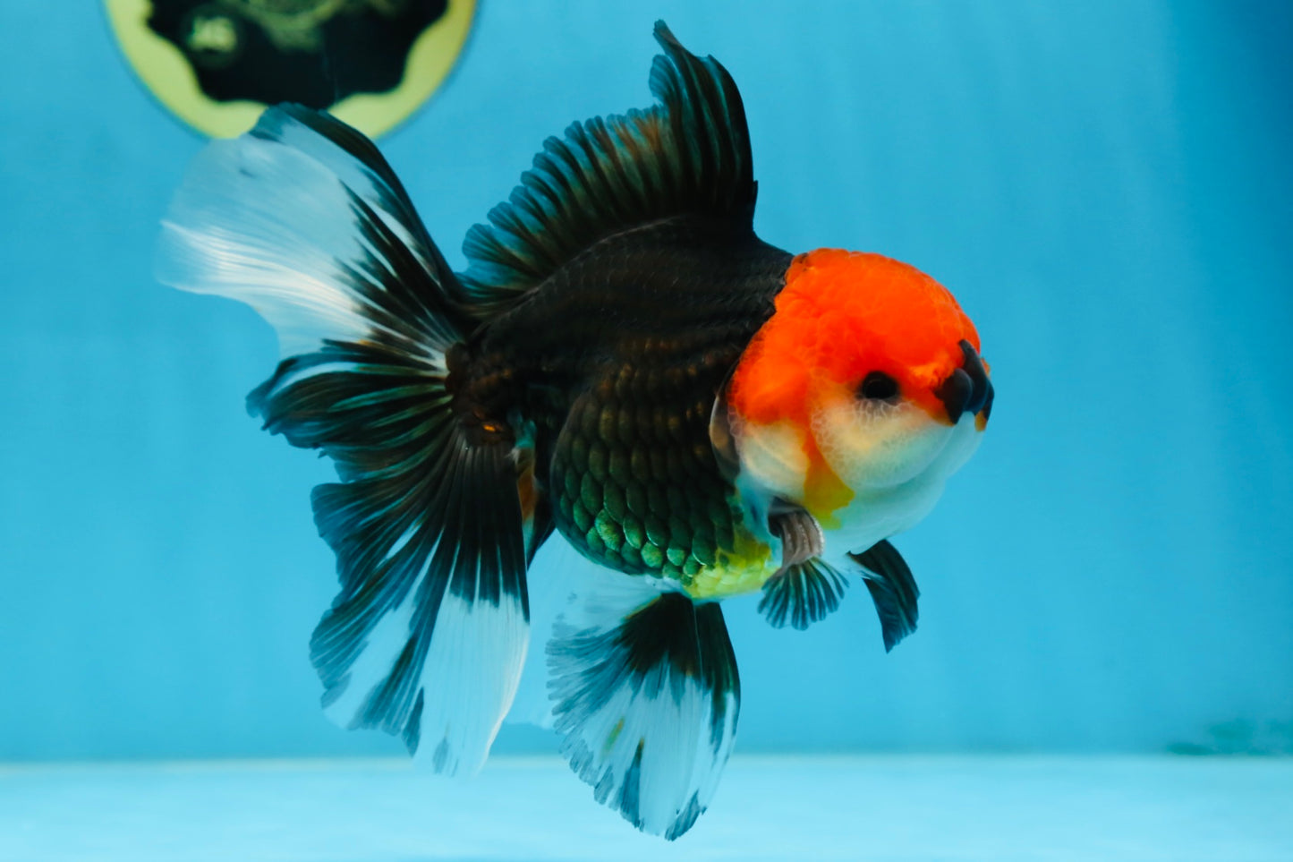 A Grade Tricolor Oranda Male 5.5 inches #081525OR_26