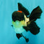 Tricolor Oranda Female 5.5 inches #082126OR_12