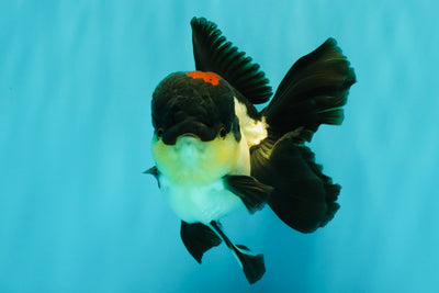Tricolor Oranda Female 5.5 inches #082126OR_12