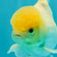 AAA Grade White Oranda Male 5.5 inches #072426OR_13