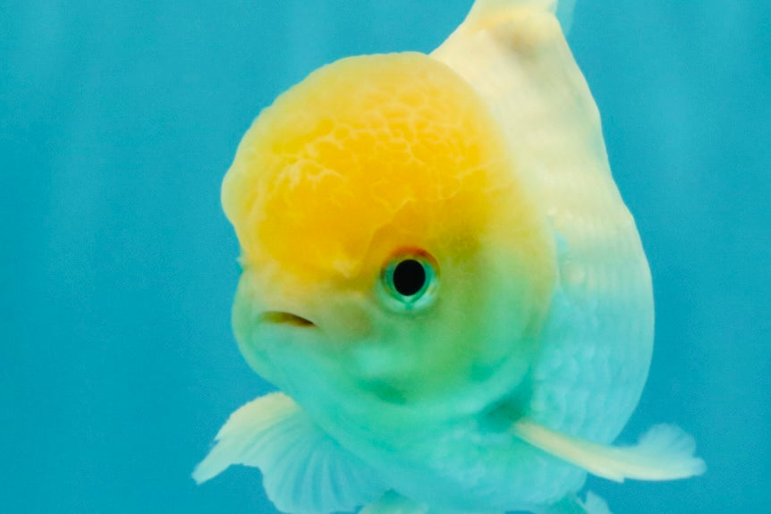 AAA Grade White Oranda Male 5.5 inches #072426OR_13
