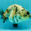 A Grade Tiger Ranchu Female 5-5.5 inches #073126RC_12