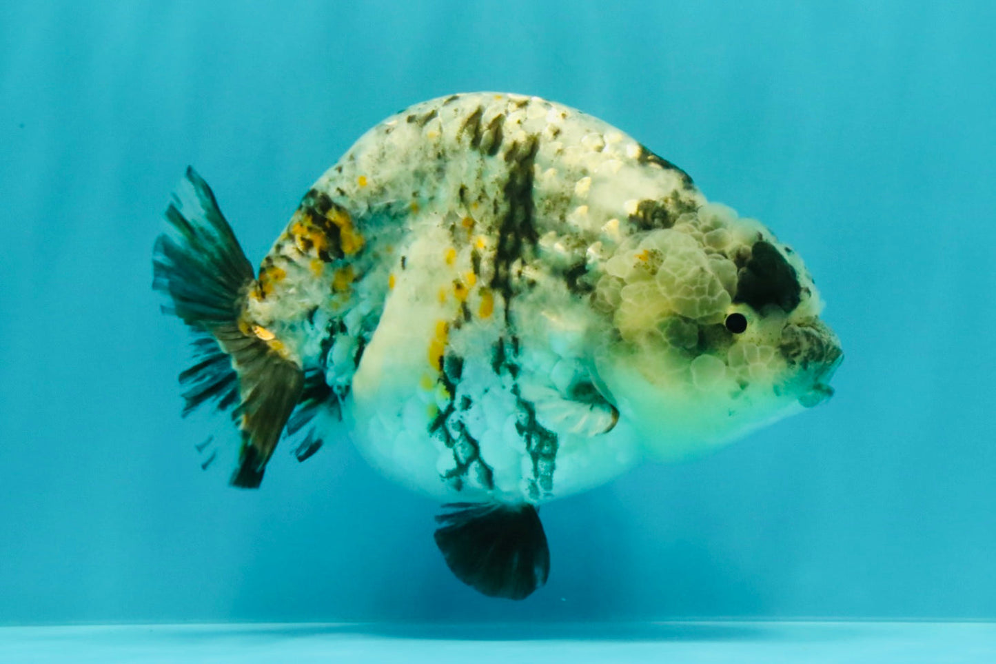 A Grade Tiger Ranchu Female 5-5.5 inches #073126RC_12