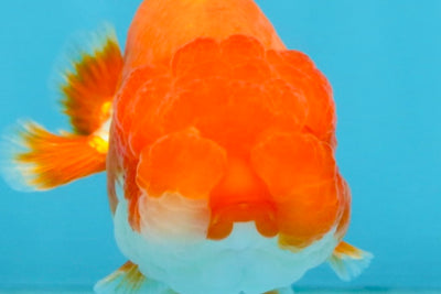 A Grade Red White LionQueen 4 inches #112825LC_04