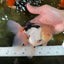 AAA Grade Tricolor Oranda Male 5.5 inches #050925OR_40