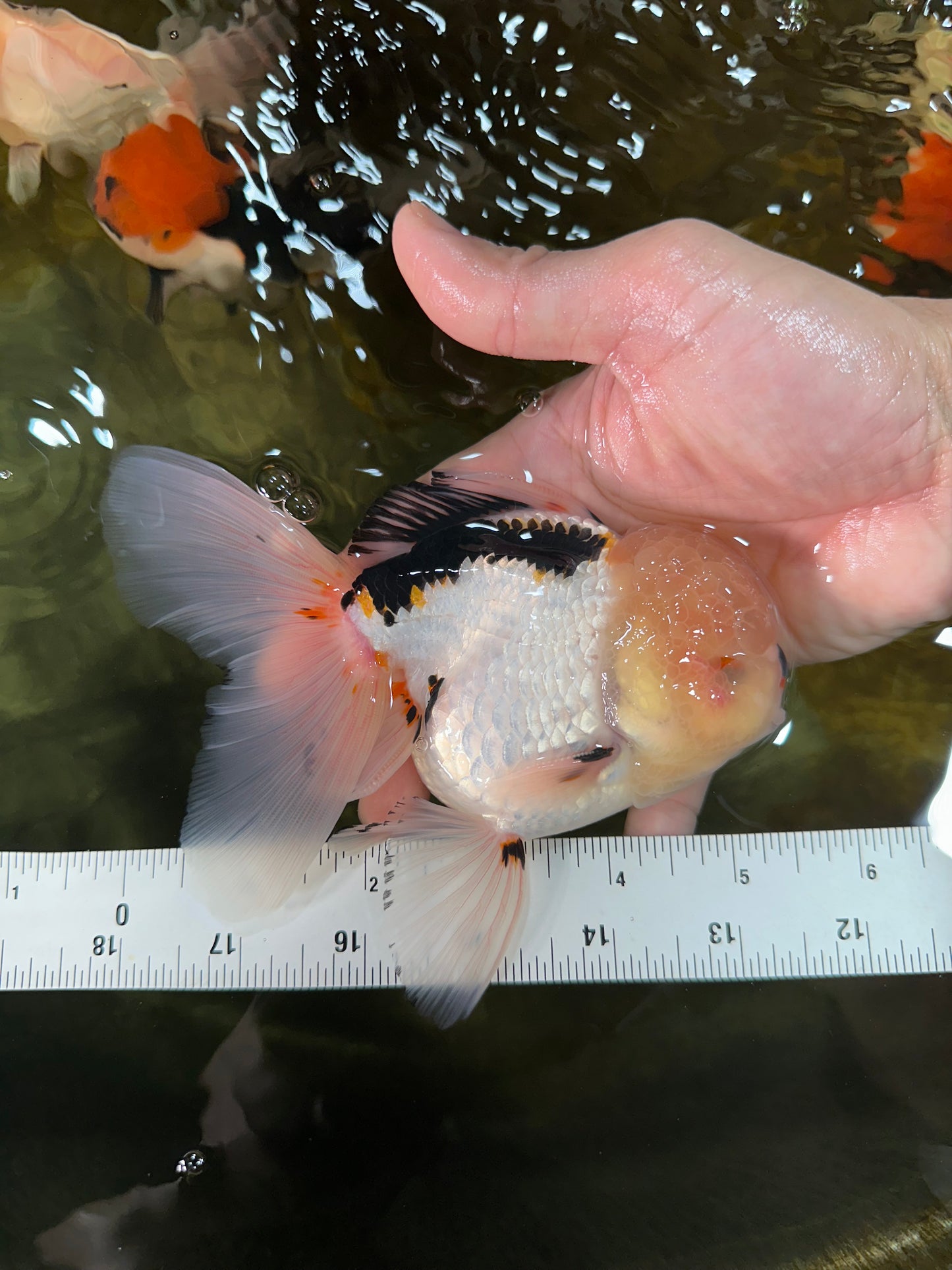 AAA Grade Tricolor Oranda Male 5.5 inches #050925OR_40