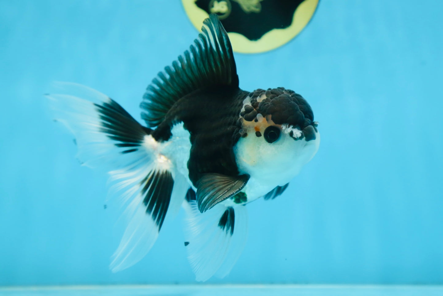 CHONKY Panda Oranda Male 5.5 inches #091225OR_24