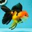 Tricolor Oranda Female 5.5 inches #111524OR_15