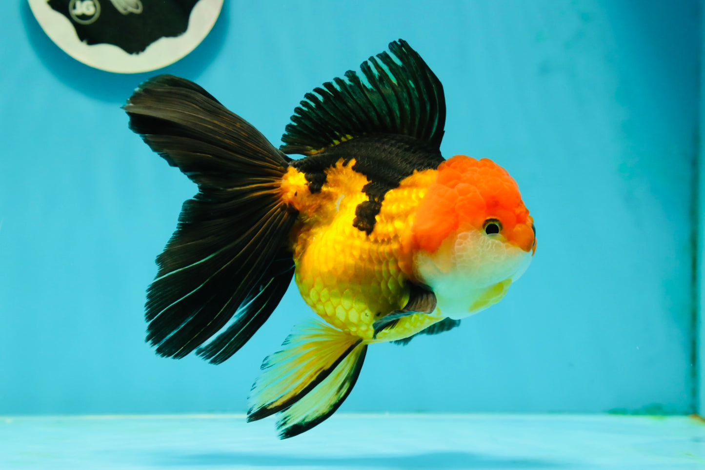 Tricolor Oranda Female 5.5 inches #111524OR_15