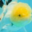 A Grade Lemonhead Panda Oranda Female 5.5 inches #1004OR_34