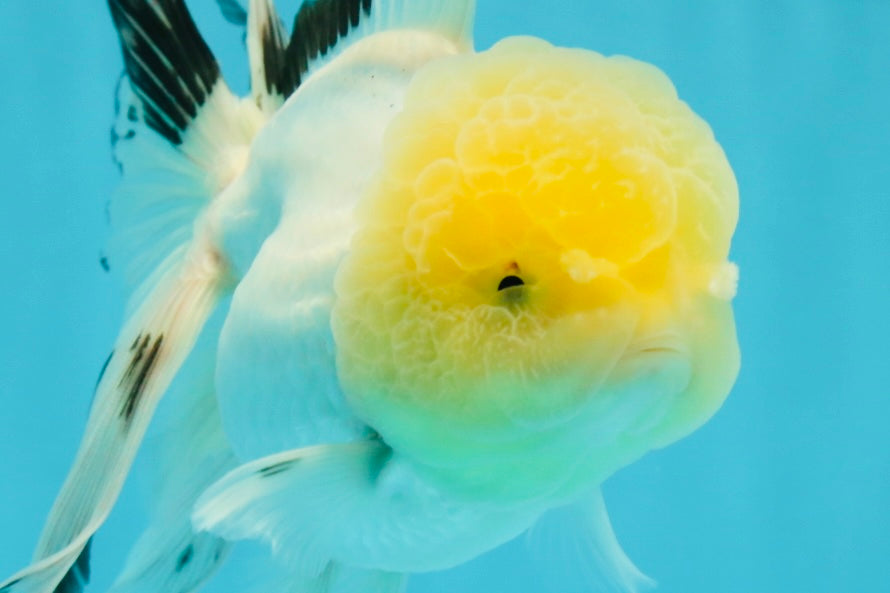 A Grade Lemonhead Panda Oranda Female 5.5 inches #1004OR_34