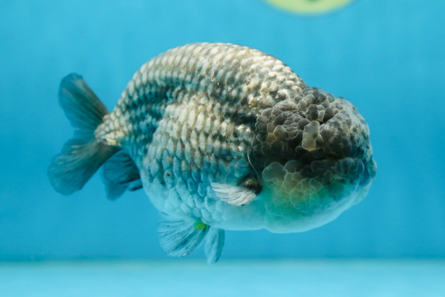 A Grade CHONKY Blue LionKing 5-5.5 inches #082925LC_17