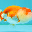 CHUBBY A Grade Red White LionQueen Female 4 inches #042426LC_20